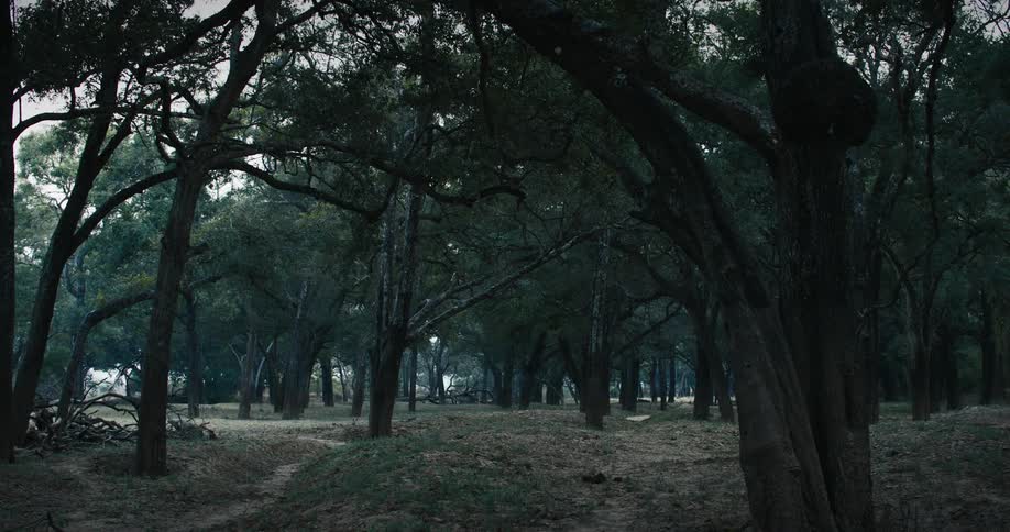 Woman walking on a forest in the park