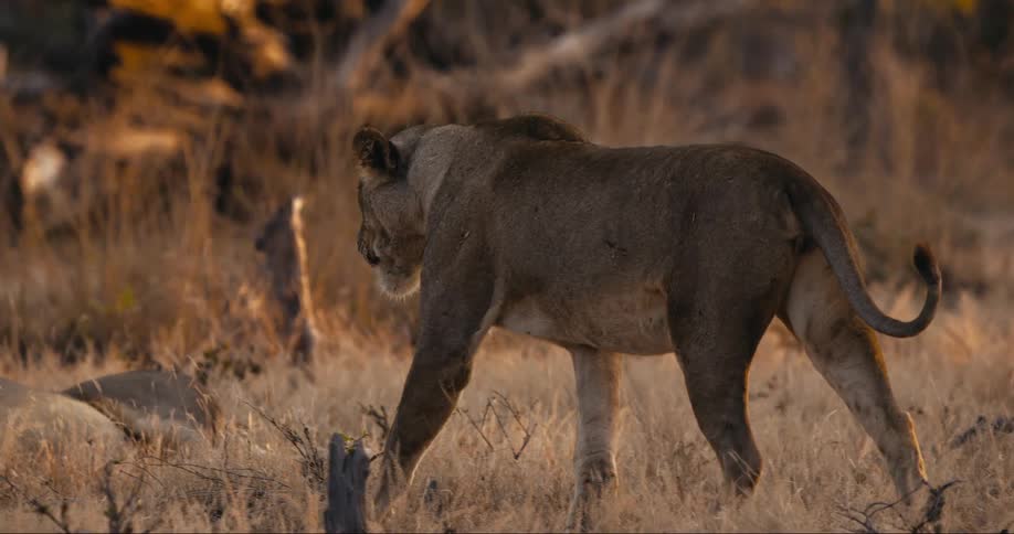 Lioness walking on the savanna grasslands at sunset