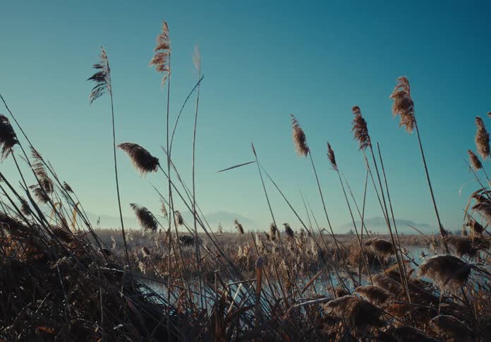Reeds cover the swamp
