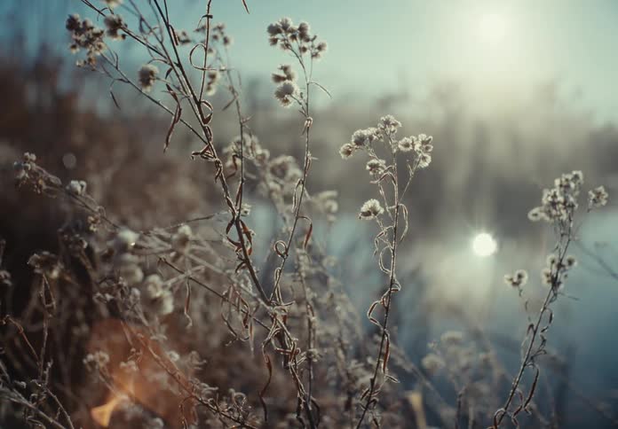 Close up of wildflowers near a lake in the morning