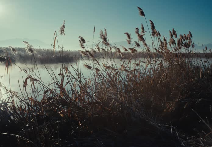 Mist floats over the swamps
