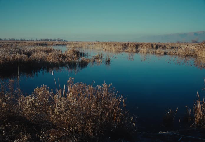 Reeds on the banks of a river