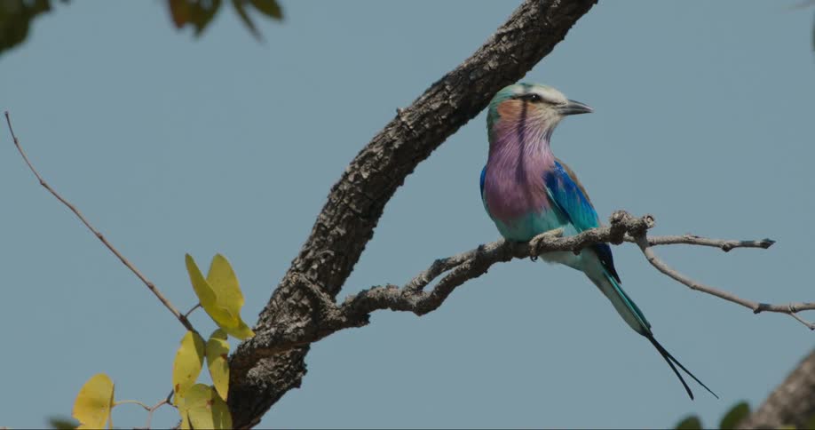 A Lilac-breasted Roller sitting on a tree branch