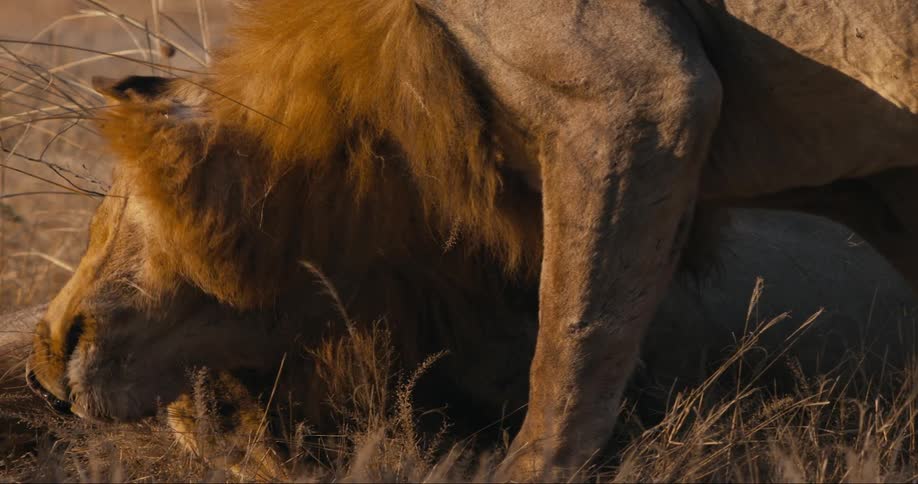 A lion walks over and rubs on another lion