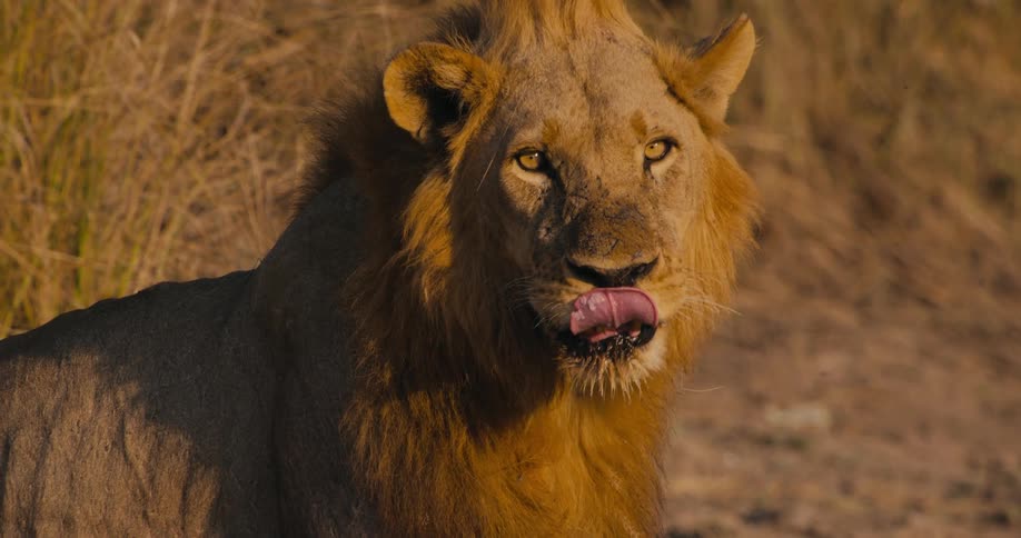 Lion licks its lips while standing in the light of a setting sun
