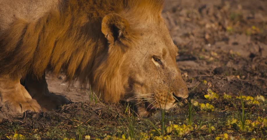 Head of a lion drinking from a pond