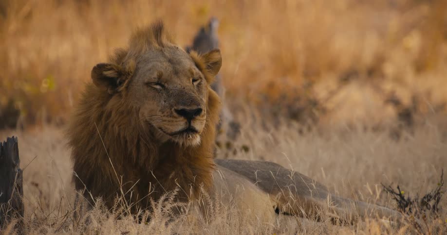 Lion rests on the ground surrounded by brown grass as the sun is setting