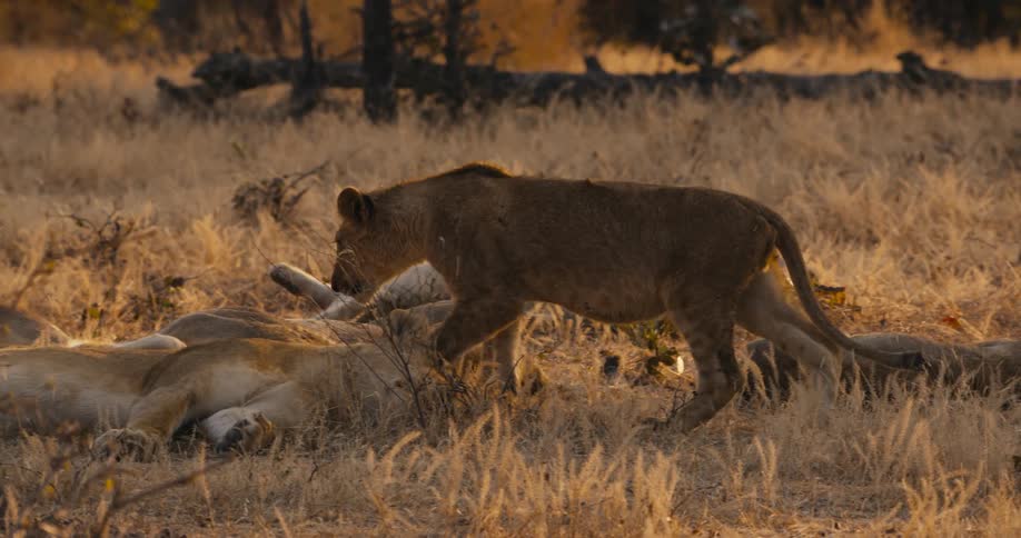 Lioness walks around the herd resting in the savanna