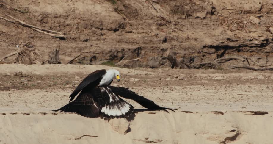 Vulture flys toward a cliff edge and lands beside an eagle