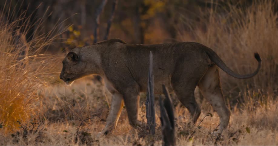 Lioness walks on the savanna grasslands