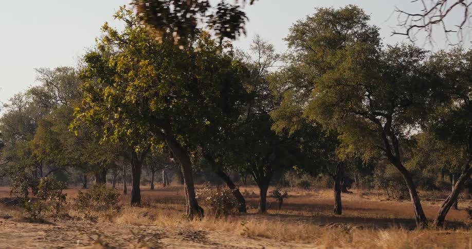 The safari is full of trees