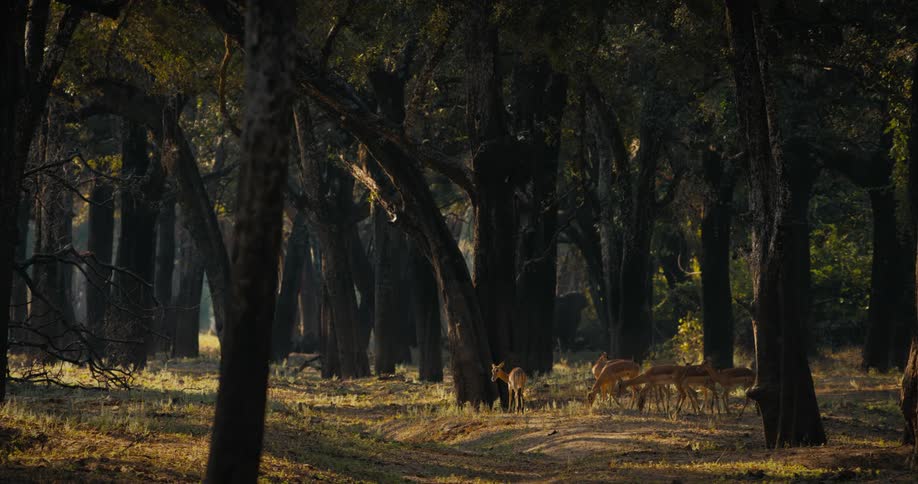 Herd of deer grazing in the forest at evening