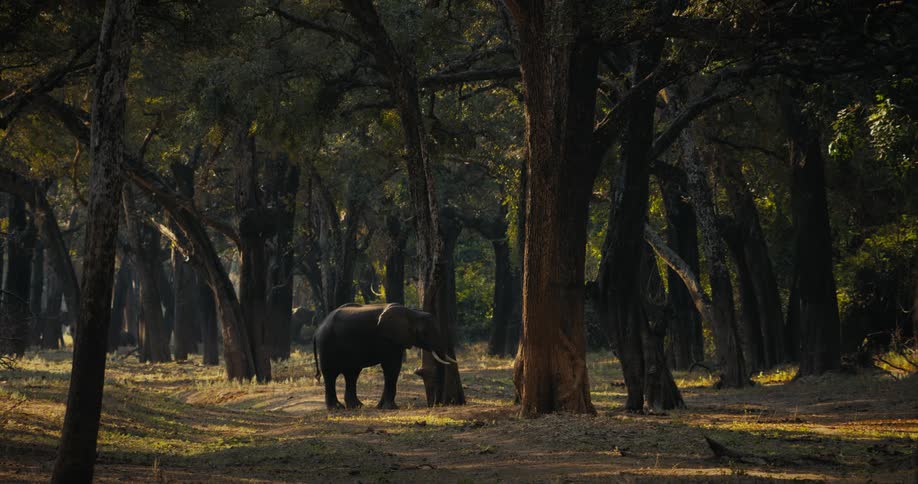 An elephant is grazing among trees in the shade