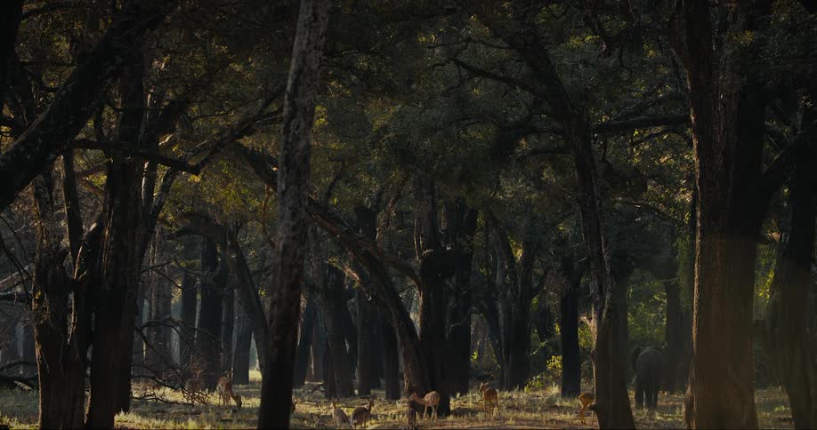 Herd of impala and an elephant grazing in the forest