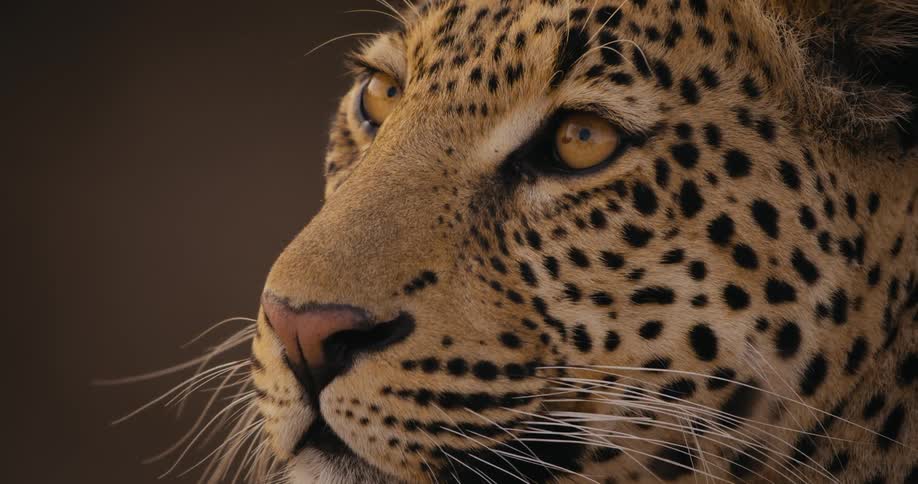 A leopard looking curiously