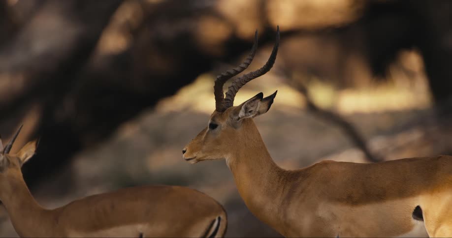 Herd of african impalas stand in the shadow