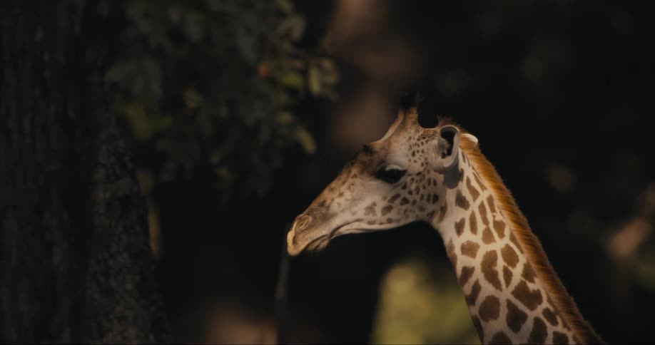 A Thornicroft's giraffe walking through trees