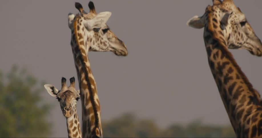Herd of giraffes in he african savanna