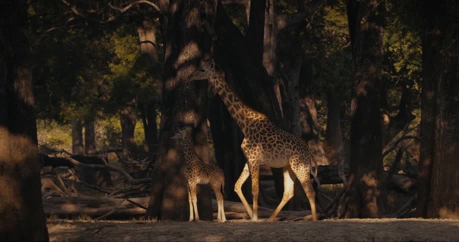 A Thornicroft's giraffe passes by a baby giraffe