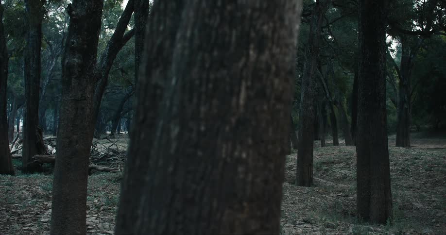 Woman wearing a hat walks in the forest