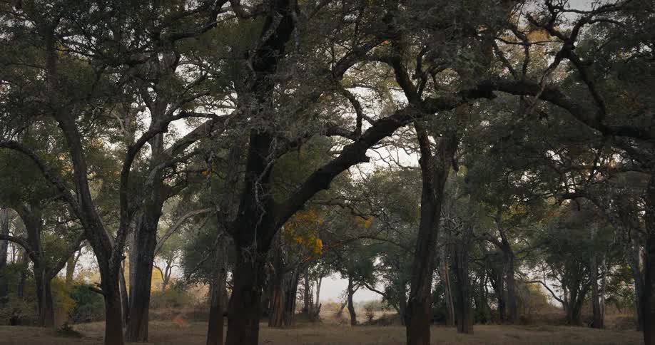 Panorama of the savanna during the peaceful dawn