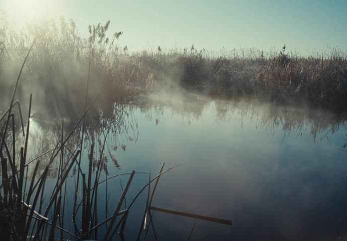 The swamp is full of reeds