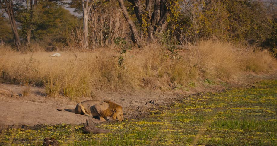 A lion drinking on a lake in the savanna