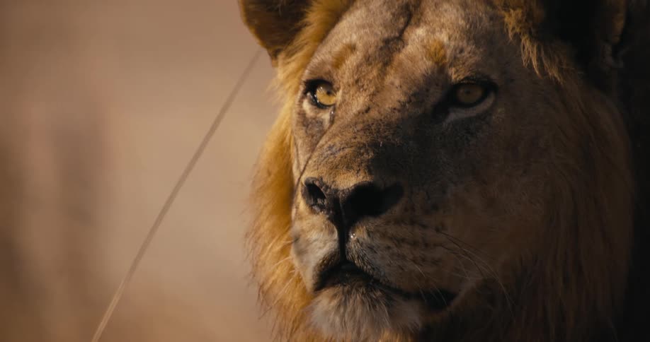 Close up of the head of a lion in the savanna