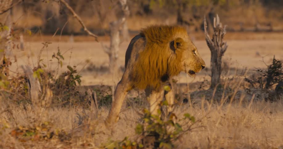 A large lion walks through the savanna during the day