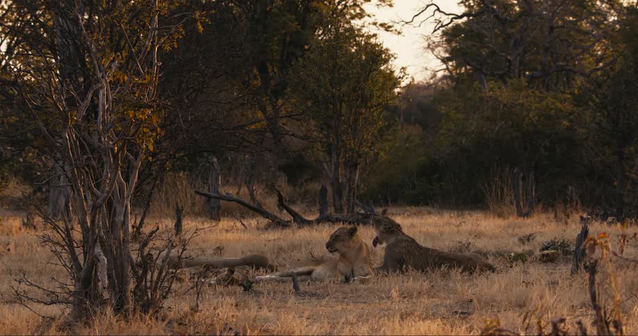 A pride of lioness resting in the brown grass at the edge of a tree grove on a nature preserve at sunset