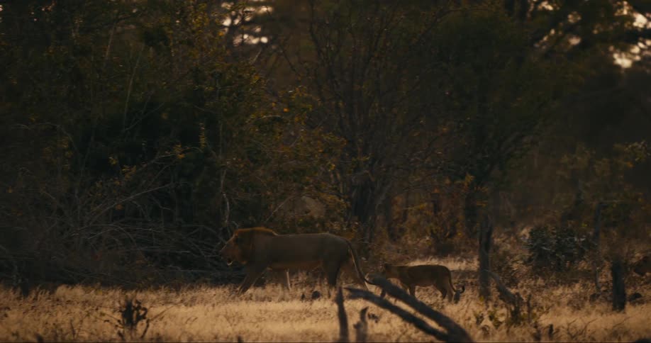 Lions hunting in the forest during sunset