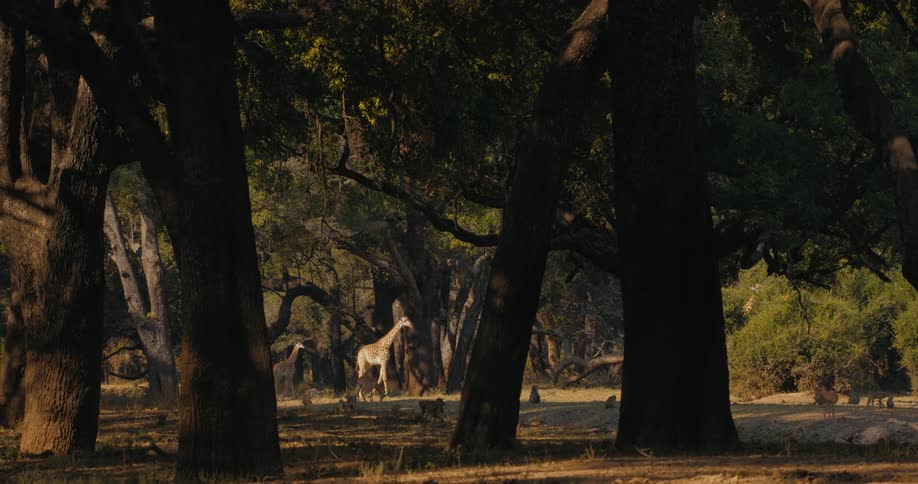 A baby giraffe follows it mom through a clearing in the trees at a national park nature preserve at sunset