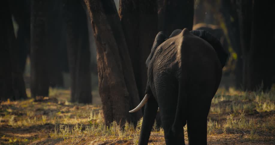 A clip of an elephant in the jungle