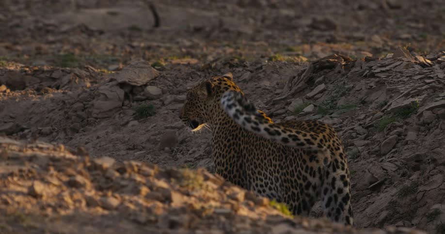 A leopard on a dry riverbed in the african savanna