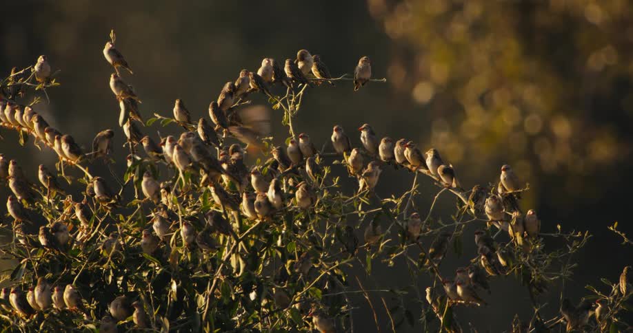 Little birds on a tree in the forest