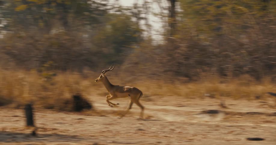 The impala runs and jumps off a log