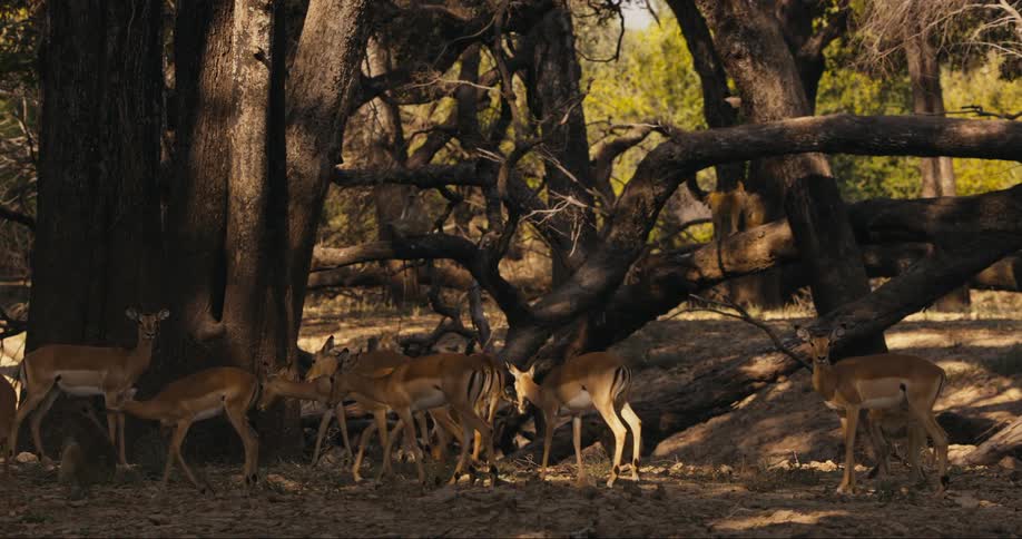 A herd of gazelles grazing in the forest on a sunny day