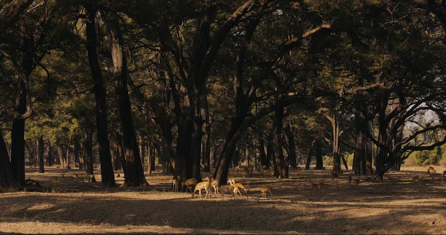 Herd of impala grazing on the forest
