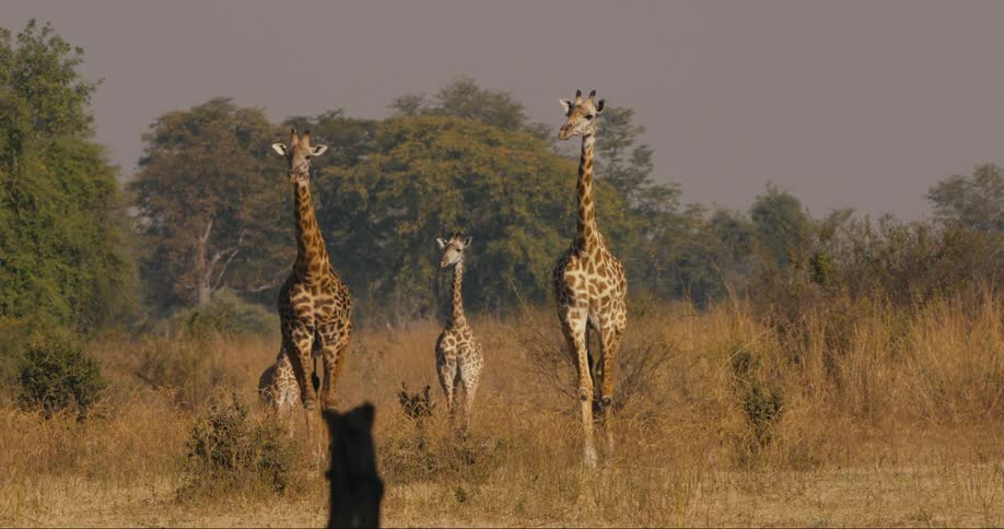 A herd of Thornicroft's giraffe walking through the jungle during the day