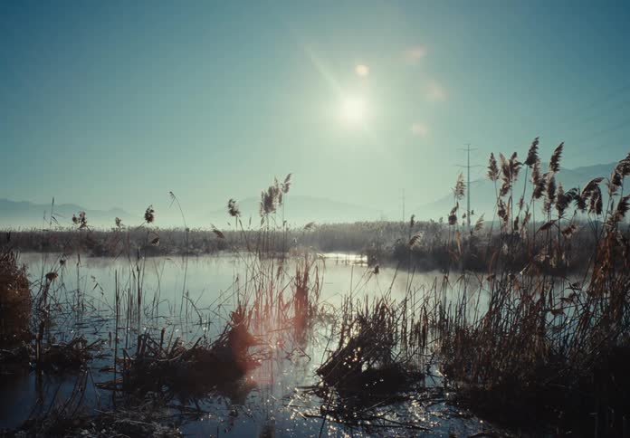 A misty wetland with reeds and a bright sun at morning