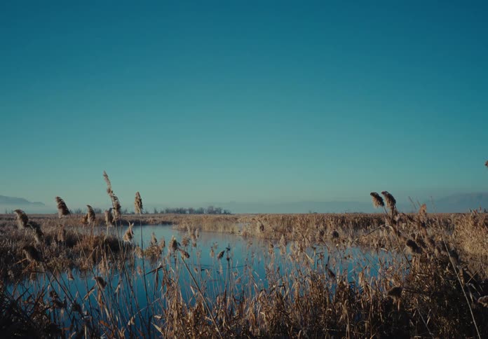 Reeds surrounding a river in the countryside