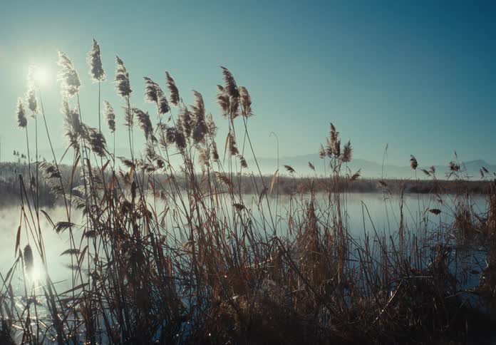 Reeds on the coast of a lake at morning