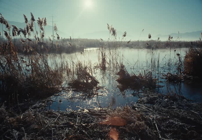 The swamps are full of reeds