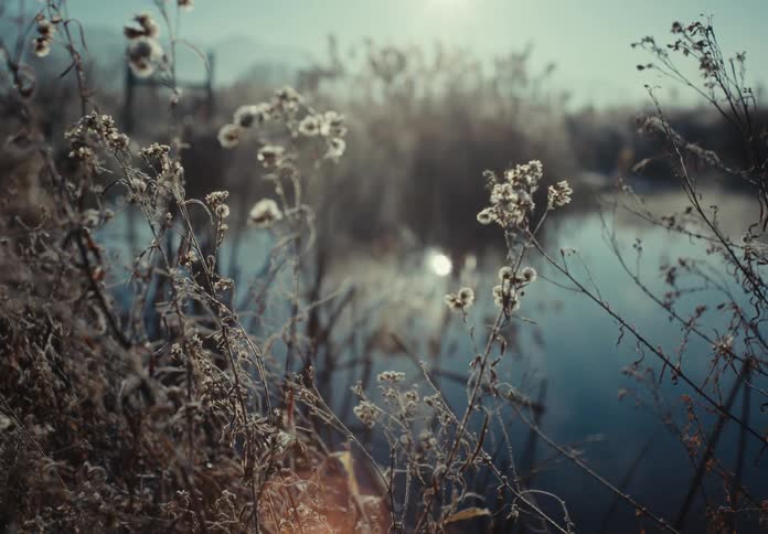 Flowers and plants on the shore of a lake during the day