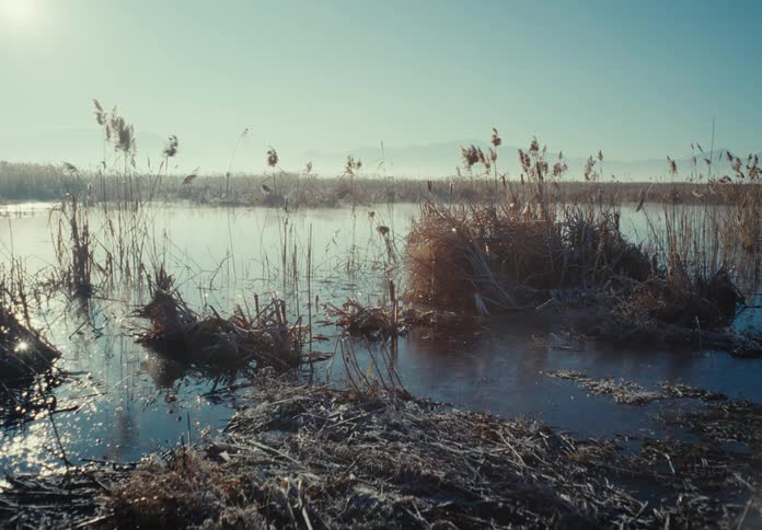 Reeds growing on the banks of a river
