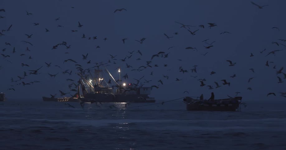 A large flock of birds fly around the boats