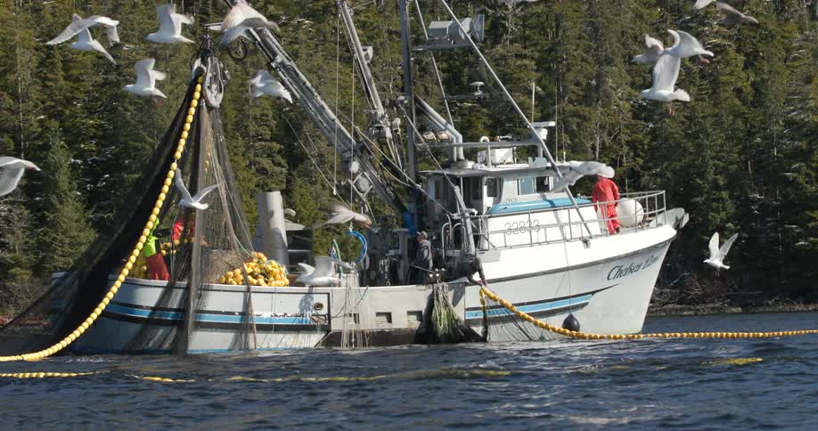 Birds fly over a fishing boat during the day
