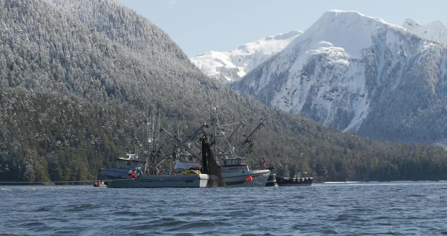 Commercial fishing boats catch herring with snowy mountains in background