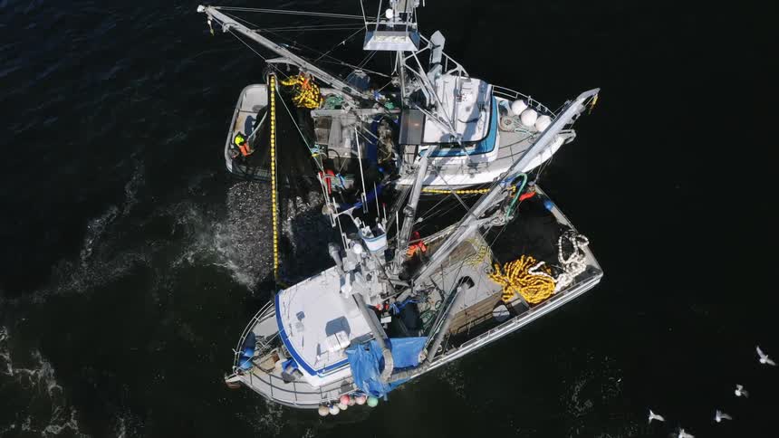 Birds fly around the fishing boats