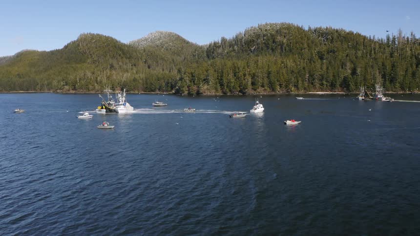 Aerial view of fishing boats next to the coast